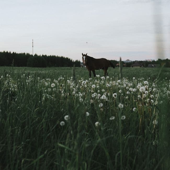 Cheval couverté au pré, ciel gris, lumière froide