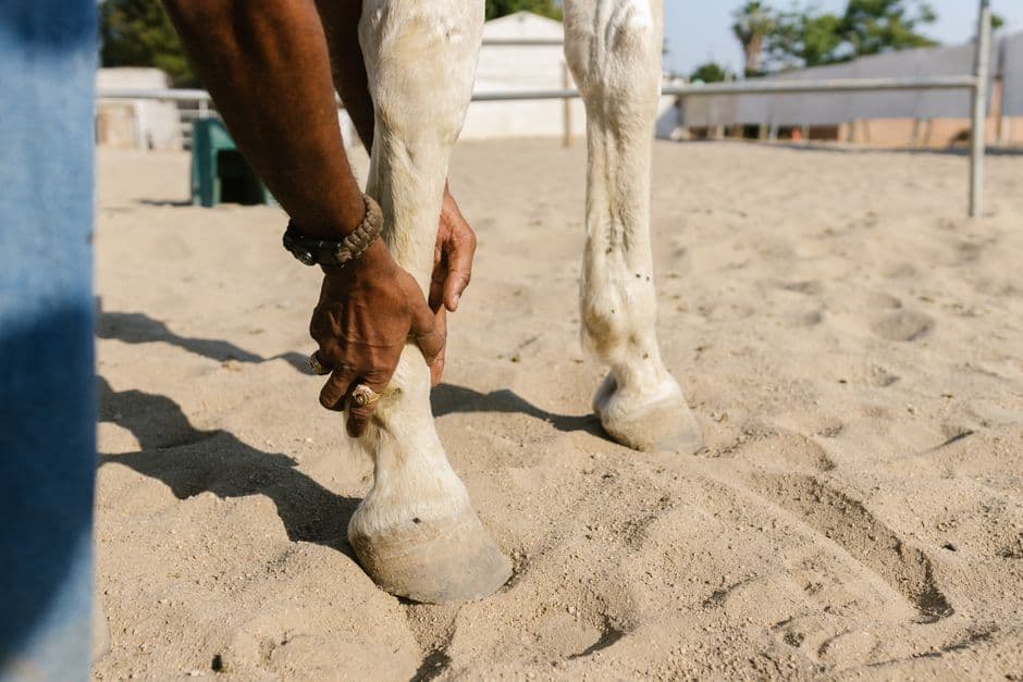 Gros plan : main qui palpe un tendon / vérifie un pied après la séance