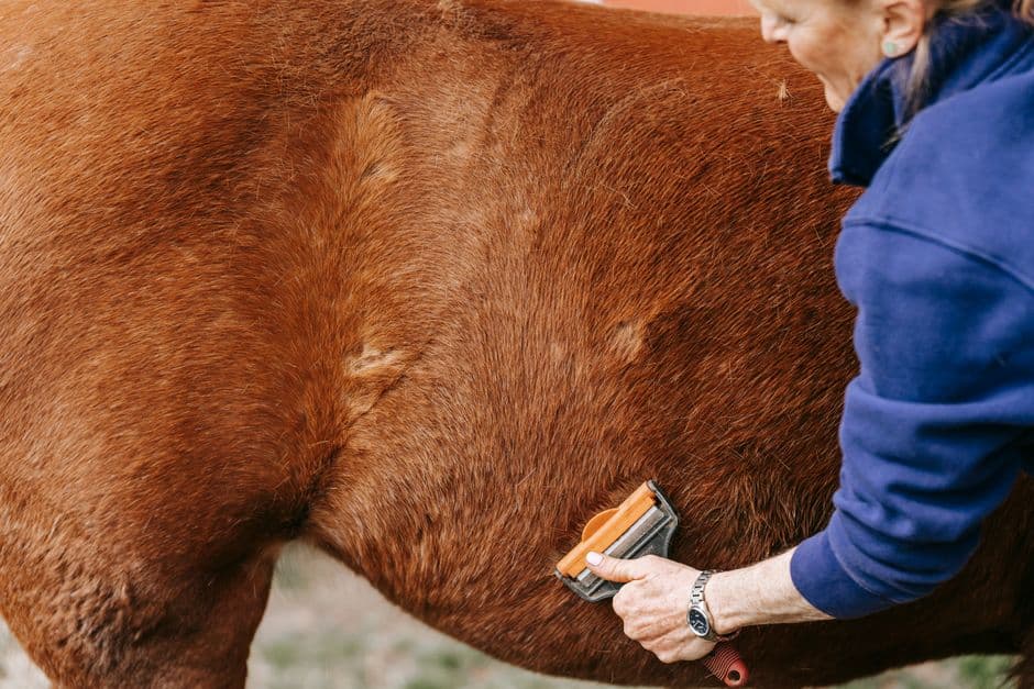 Après la séance : cheval qu’on douche ou qu’on bouchonne, ambiance fin de journée