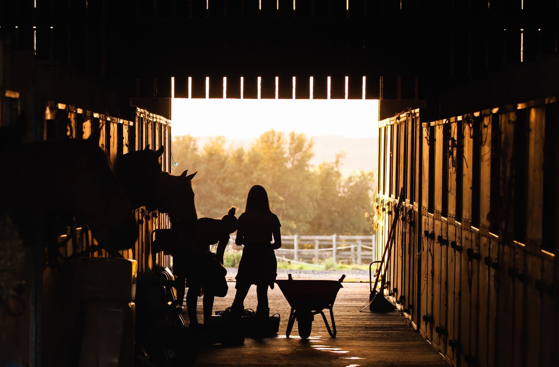 L’écurie au petit matin : silhouettes de l’équipe et chevaux à contre-jour dans la grange